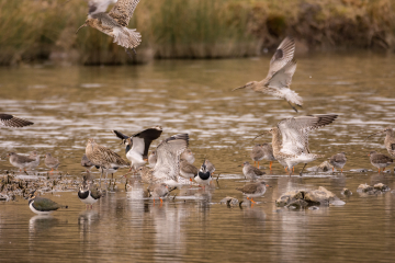 Wildlife Sightings 5/03/25